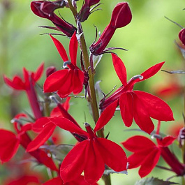 Лобелия прекрасная Вулкан Ред