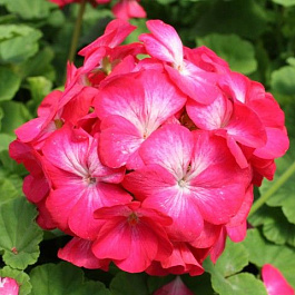 Пеларгония зональная Апаче Роуз Биколор