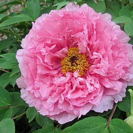 Пион древовидный Розовая точка Пион древовидный Розовая точка