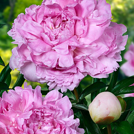 Пион травянистый Мэри Бранд Пион травянистый Мэри Бранд