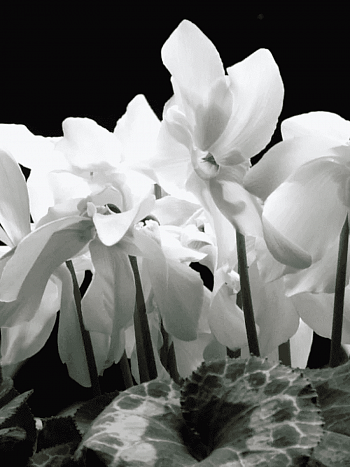 Цикламен персидский White