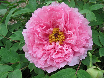 Пион древовидный Розовая точка