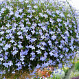 Лобелия плетистая Голубой фонтан Лобелия плетистая Голубой фонтан
