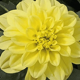 Георгин Dahlietta Select Julia