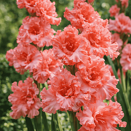 Гладиолус  Frizzled