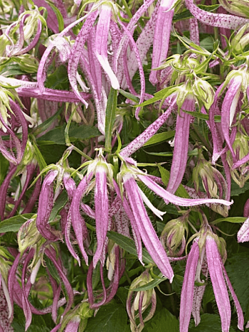 Колокольчик гибридный Pink Octopus