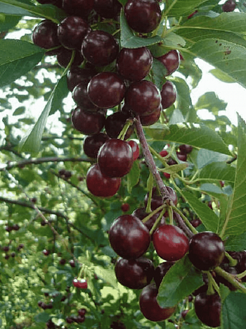 Вишня Облачинская