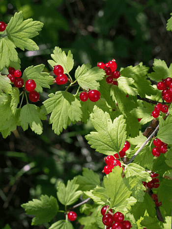 Смородина альпийская