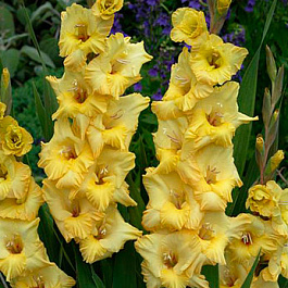 Гладиолус крупноцветковый Энджи