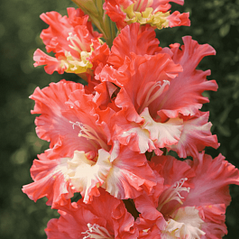 Гладиолус Frizzled Coral Lace