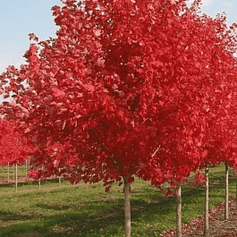 Клен красный Red Sunset
