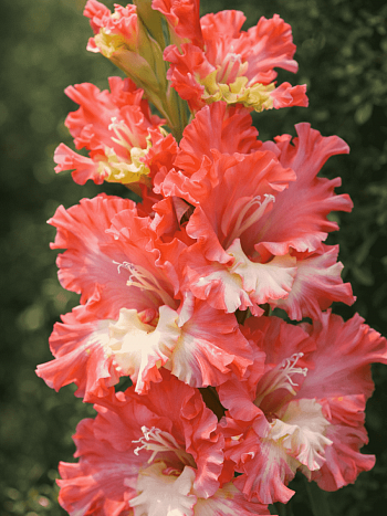 Гладиолус Frizzled Coral Lace
