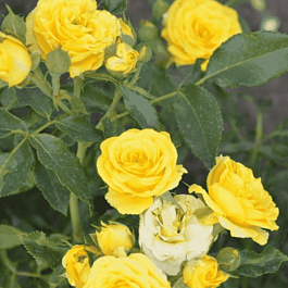 Роза Миниатюрная Yellow Baby