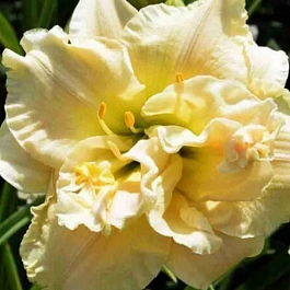 Лилейник Schnickel Fritz