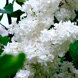 Сирень обыкновенная Лебедушка