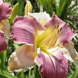 Лилейник Longfields Woodpecker