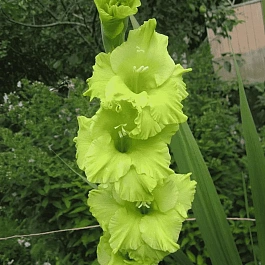 Гладиолус Green Star