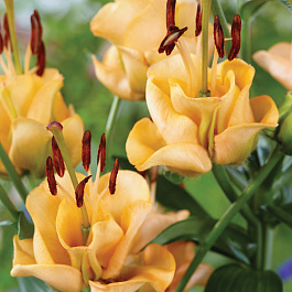 Лилия азиатская махровая Эйприкот Фадж