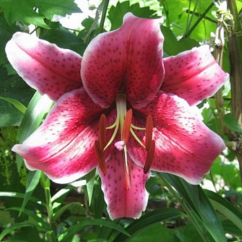 Лилия восточная Барракуда