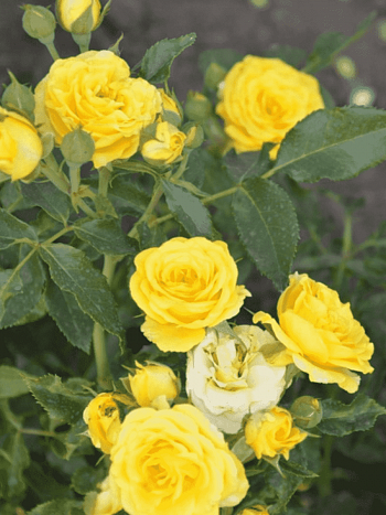 Роза Миниатюрная Yellow Baby
