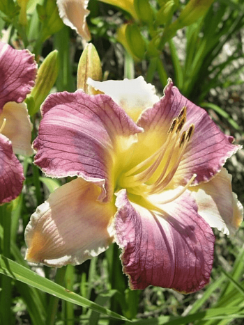 Лилейник Longfields Woodpecker