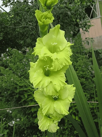 Гладиолус Green Star