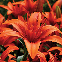 Лилия азиатская махровая Крейзи Твин НАБОР 2ШТ (2+2)