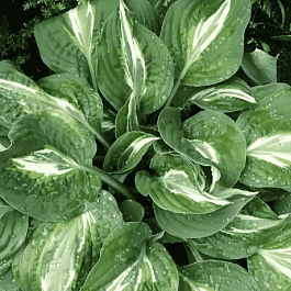 Хоста Snake Eyes