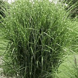 Мискантус китайский Zebrinus