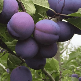 Слива домашняя Заречная ранняя