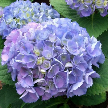Гортензия крупнолистовая Эльбталь