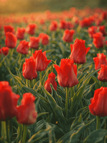 Тюльпан Red Riding Hood