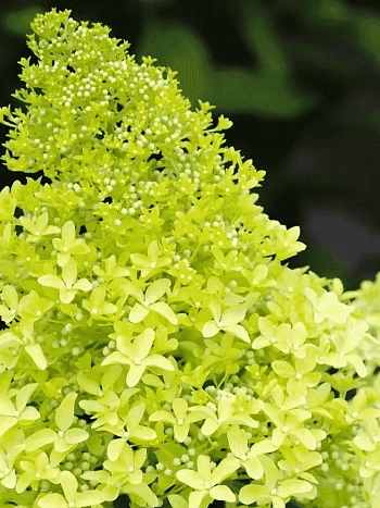 Гортензия метельчатая Magical Lime Sparkle ТОЛЬКО САМОВЫВОЗ