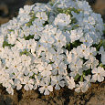 Флокс Шиловидный White Delight