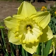 Нарцисс Saint Patrick' Day