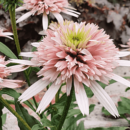 Эхинацея пурпурная Cherry Fluff