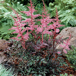 Астильба простолистная Ки Уэст