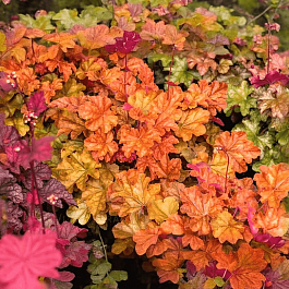 Гейхера World Caffe Arabica