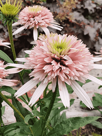 Эхинацея пурпурная Cherry Fluff