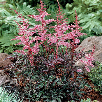 Астильба простолистная Ки Уэст