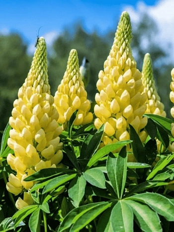 Люпин многолистный Legendary Yellow Shades