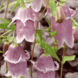 Колокольчик точечный Pantaloons