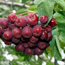 Рябина Ликерная Рябина Ликерная