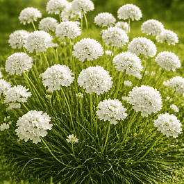 Армерия приморская Abbey White