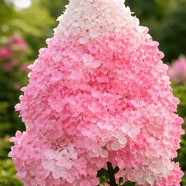 Гортензия метельчатая Vanille Fraise