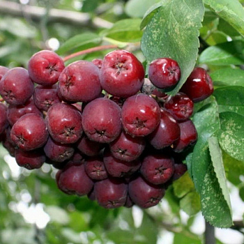 Рябина Ликерная Рябина Ликерная