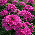Вербена Empress Flair Pink