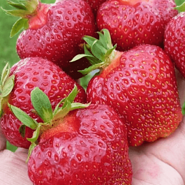 Земляника садовая Фейт