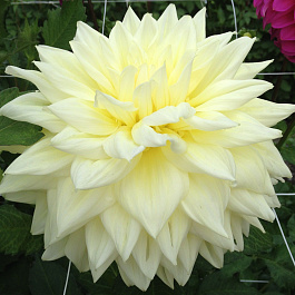 Георгина Декоративная Синтия Луиза