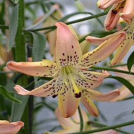 Лилия азиатская Корсаж НАБОР 2ШТ (2+2)